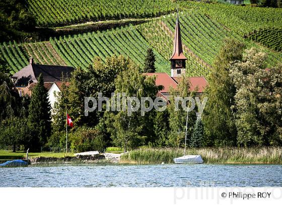 VITICULTURE, RIVE DU LAC DE MORAT, SUISSE (CH002106.jpg)