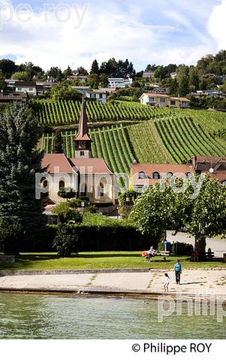 VITICULTURE, RIVE DU LAC DE MORAT, SUISSE (CH002107.jpg)