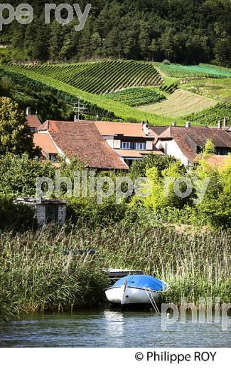 VITICULTURE, RIVE DU LAC DE MORAT, SUISSE (CH002109.jpg)