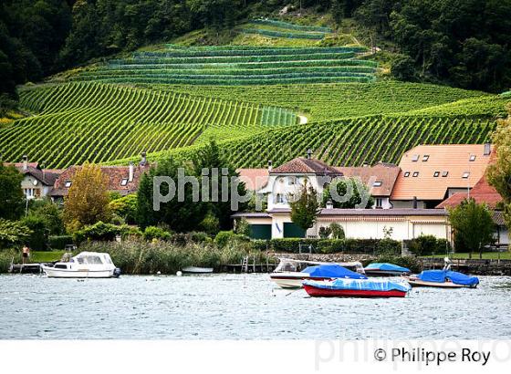 VITICULTURE, RIVE DU LAC DE MORAT, SUISSE (CH002110.jpg)