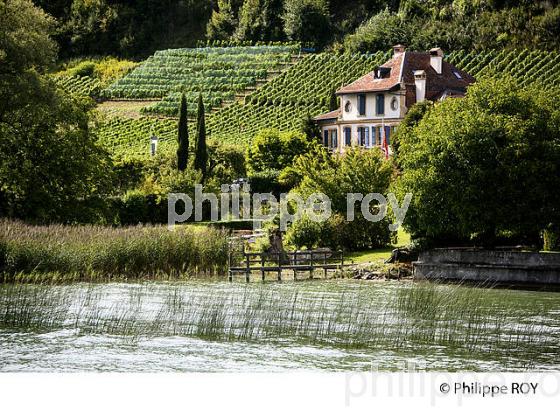 VITICULTURE, RIVE DU LAC DE MORAT, SUISSE (CH002112.jpg)