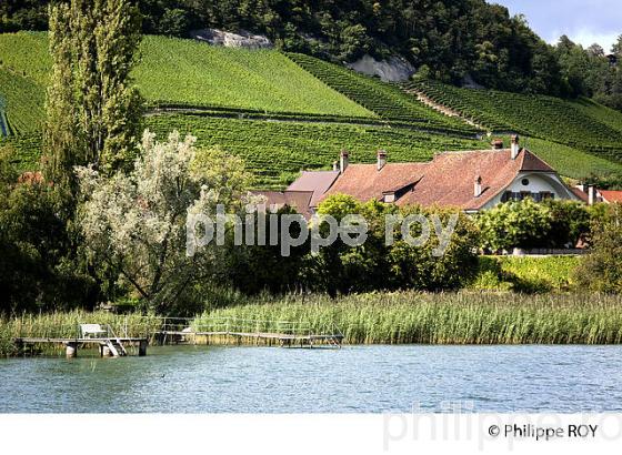 VITICULTURE, RIVE DU LAC DE MORAT, SUISSE (CH002113.jpg)