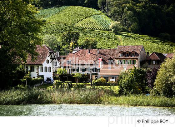 VITICULTURE, RIVE DU LAC DE MORAT, SUISSE (CH002115.jpg)