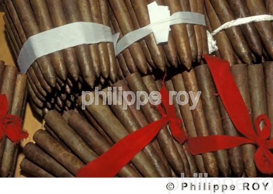 Cigares - Cuba (CU000128.jpg)