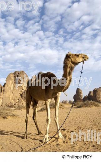 Sahara - Algrie (DZ000820.jpg)
