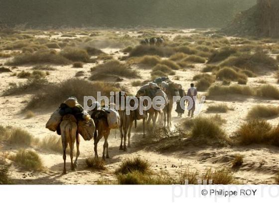 Sahara - Algrie (DZ001234.jpg)