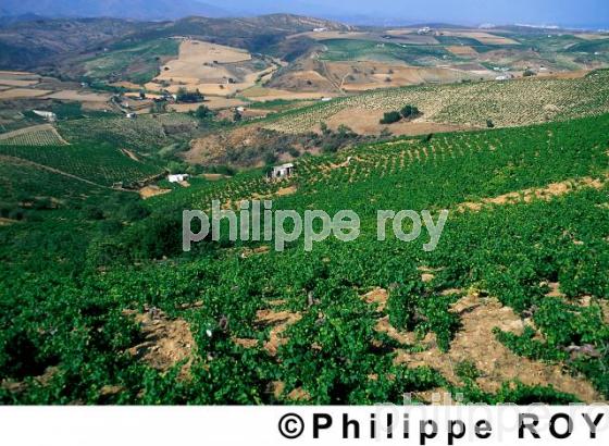 Le vignoble de Manilva (ES000101.jpg)