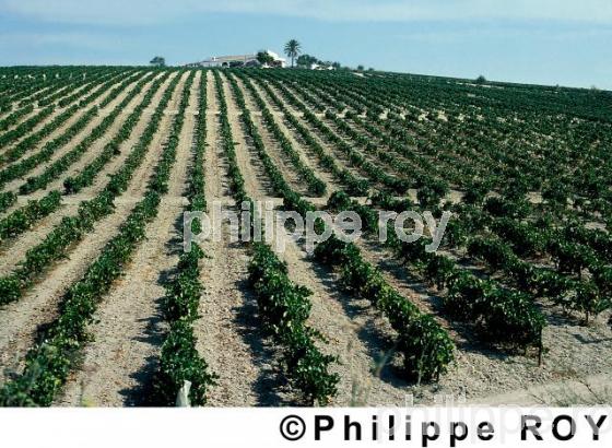 Le vignoble de Cadix (ES000104.jpg)