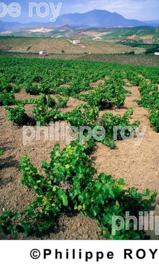 Le vignoble de Manilva (ES000105.jpg)