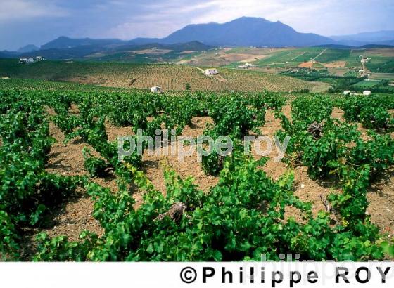 Le vignoble de Manilva (ES000106.jpg)