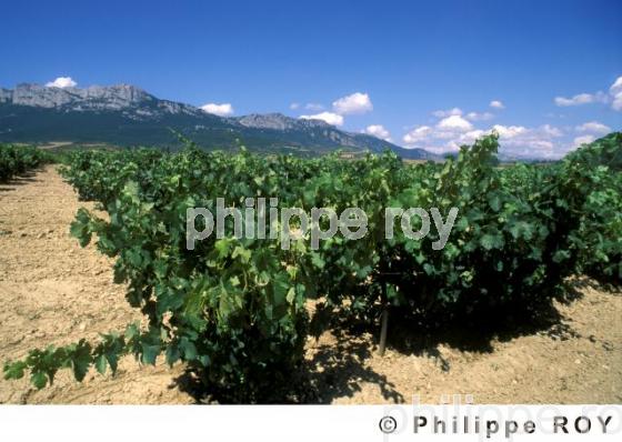 Le vignoble de la rioja (ES000201.jpg)