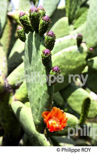 FIGUIER DE BARBARIE EN FLEUR , COSTA BRAVA,  GERONE, CATALOGNE. (ES002221.jpg)