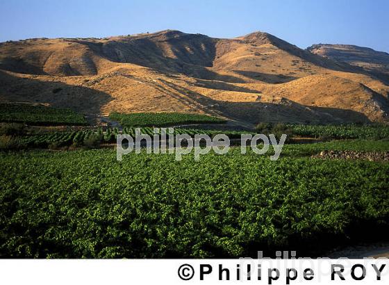 Agriculture du Golan (IL000230.jpg)