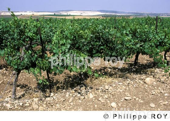Le vignoble d'Isral (IL000303.jpg)