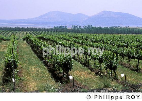 Le vignoble d'Isral (IL000304.jpg)