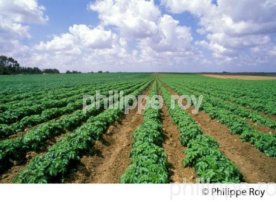 AGRICULTURE EN GALILEE, ISRAEL. (IL000338.jpg)