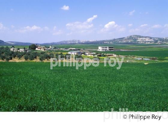 AGRICULTURE, COLONIES DE CISJORDANIE, ISRAEL (IL000405.jpg)