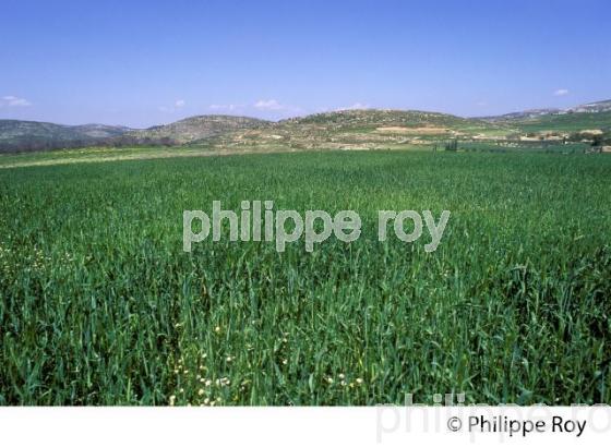 AGRICULTURE, COLONIES DE CISJORDANIE, ISRAEL (IL000406.jpg)
