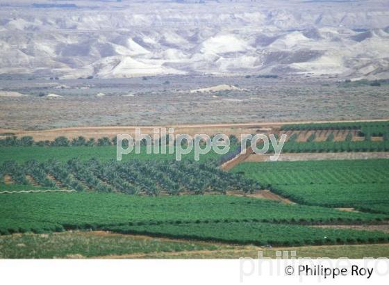 AGRICULTURE, COLONIES DE CISJORDANIE, ISRAEL (IL000407.jpg)