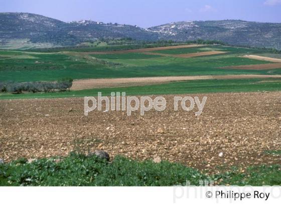 AGRICULTURE, COLONIES DE CISJORDANIE, ISRAEL (IL000409.jpg)