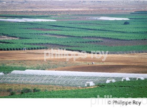 AGRICULTURE, COLONIES DE CISJORDANIE, ISRAEL (IL000410.jpg)