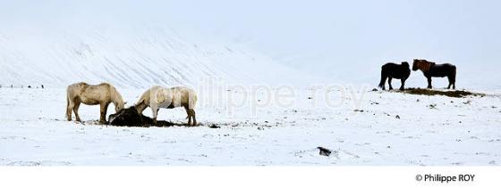 CHEVAUX ISLANDAIS ET NEIGE, SUDURLAND, ISLANDE (IS000312.jpg)