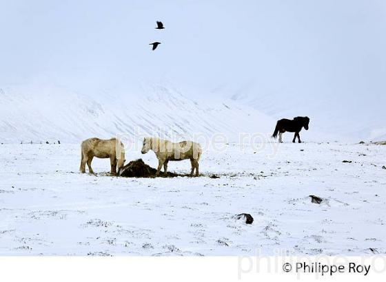 CHEVAUX ISLANDAIS ET NEIGE, SUDURLAND, ISLANDE (IS000313.jpg)