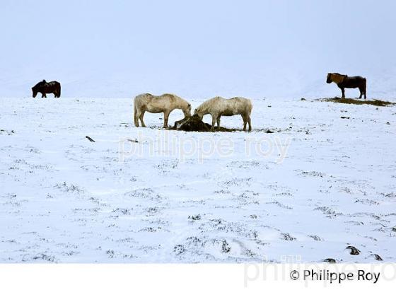 CHEVAUX ISLANDAIS ET NEIGE, SUDURLAND, ISLANDE (IS000314.jpg)
