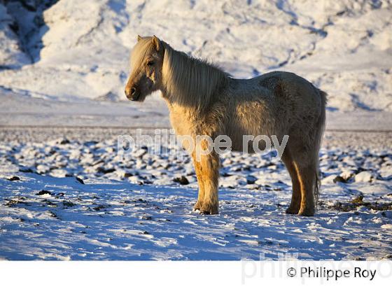 CHEVAL ISLANDAIS DANS LA NEIGE, SUDURLAND, ISLANDE (IS000730.jpg)