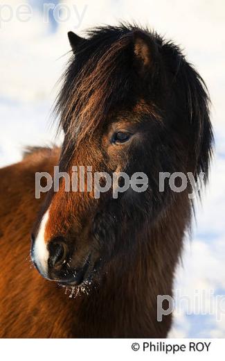 CHEVAL ISLANDAIS DANS LA NEIGE, SUDURLAND, ISLANDE (IS000733.jpg)