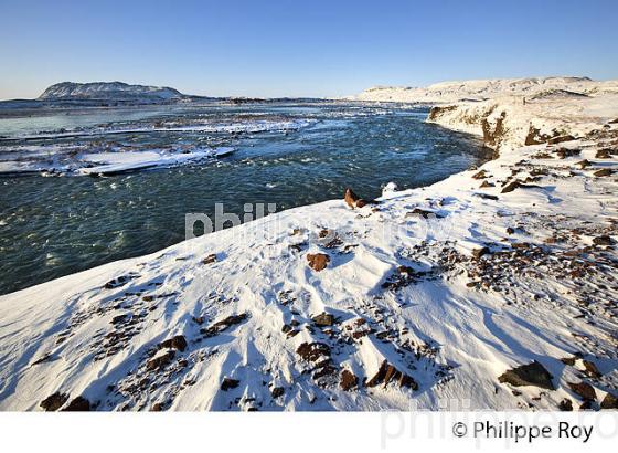 LA RIVIERE FOSSA EN HIVER  SUDURLAND, ISLANDE (IS000738.jpg)