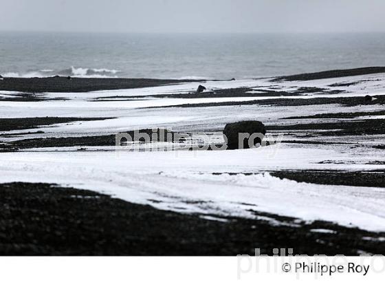 SABLE DE LAVE DE LA PLAGE DE SKOGASANDUR, SUDURLAND, ISLANDE (IS001112.jpg)