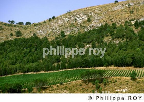 Vignoble de Sicile - Italie (IT000227.jpg)