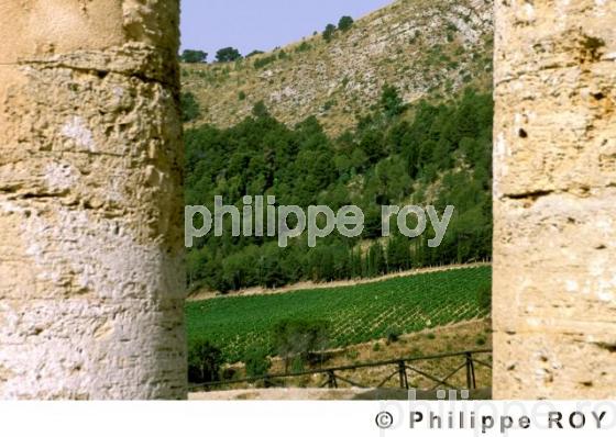 Vignoble de Sicile - Italie (IT000228.jpg)