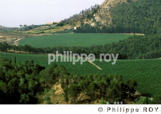 Vignoble de Sicile - Italie (IT000229.jpg)