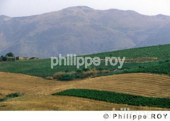 Vignoble de Sicile - Italie (IT000230.jpg)