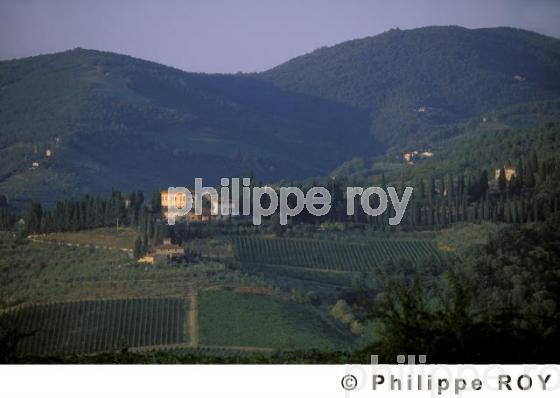 Vignoble Chianti - Italie (IT000236.jpg)