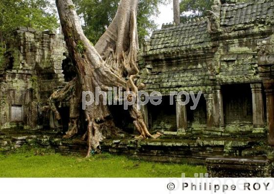 Le Cambodge - Asie (KH000609.jpg)