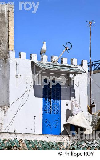 VILLE D' ESSAOUIRA, COTE ATLANTIQUE,  MAROC. (MA000203.jpg)
