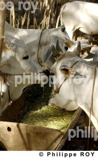 Vache - Birmanie (MM000334.jpg)