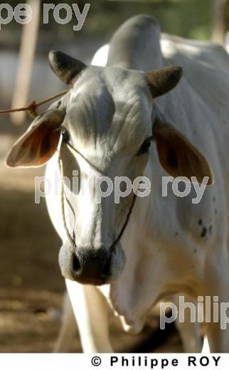 Vache - Birmanie (MM000409.jpg)