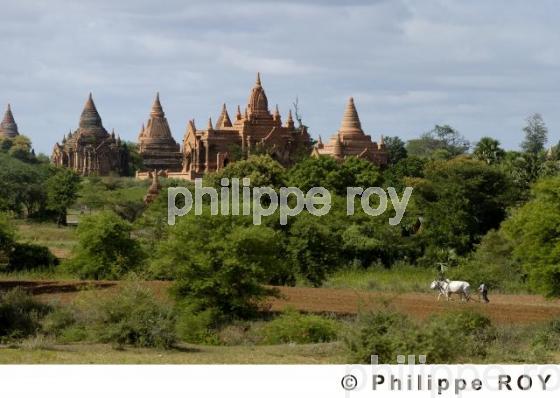 Plaine de Bagan - Birmanie (MM000636.jpg)