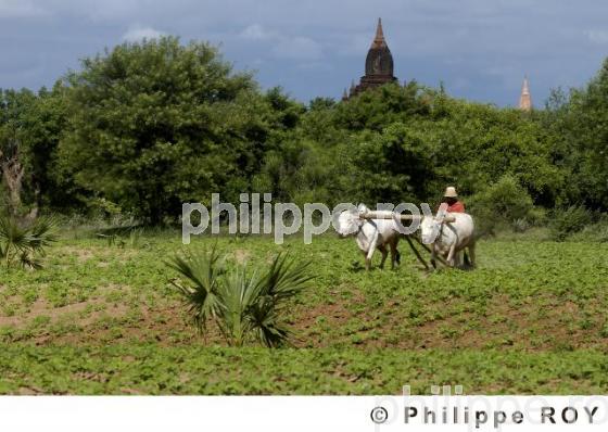 Plaine de Bagan - Birmanie (MM000638.jpg)