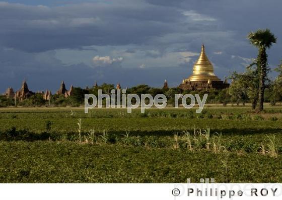 Plaine de Bagan - Birmanie (MM000935.jpg)