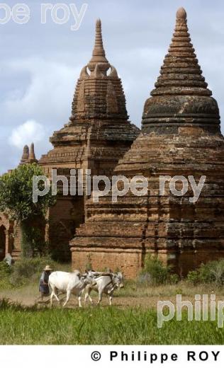 Bagan - Birmanie (MM001040.jpg)