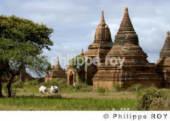Plaine de Bagan - Birmanie (MM001126.jpg)