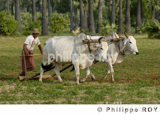 Agriculture - Birmanie (MM001340.jpg)