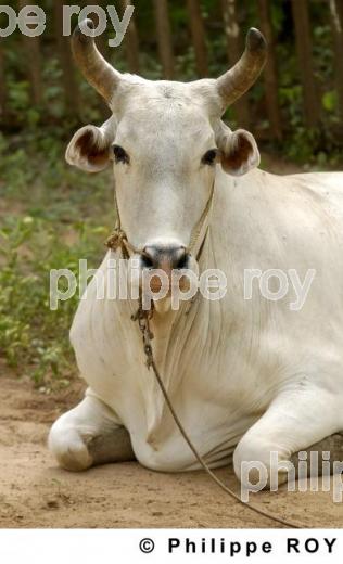 Vache - Birmanie (MM001438.jpg)
