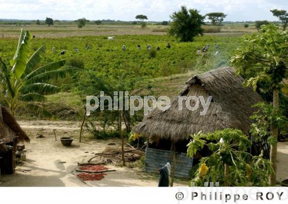 Agriculture - Birmanie (MM001703.jpg)