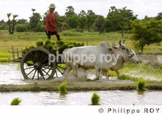 Agriculture - Birmanie (MM001719.jpg)